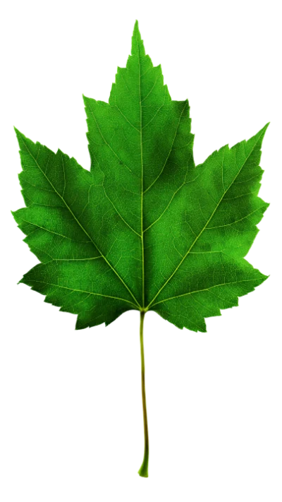 Green Maple Leaf
