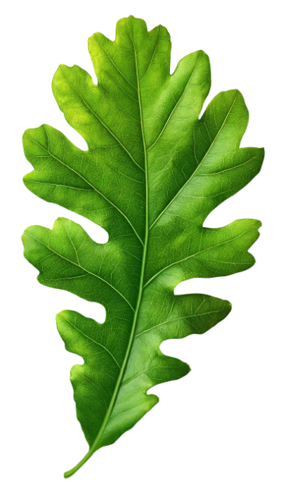Green Oak Leaf