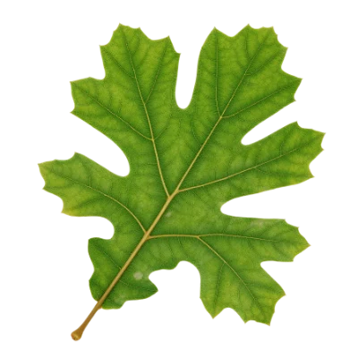 Green Oak Leaf