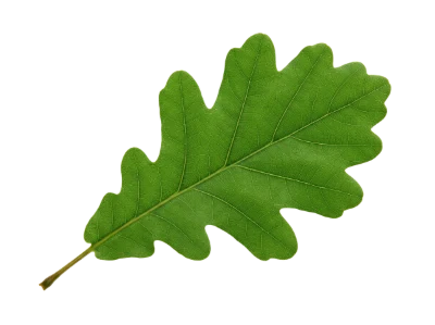 Green Oak Leaf
