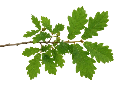 Green Oak Tree Branch