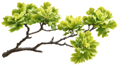 Green Oak Tree Branch