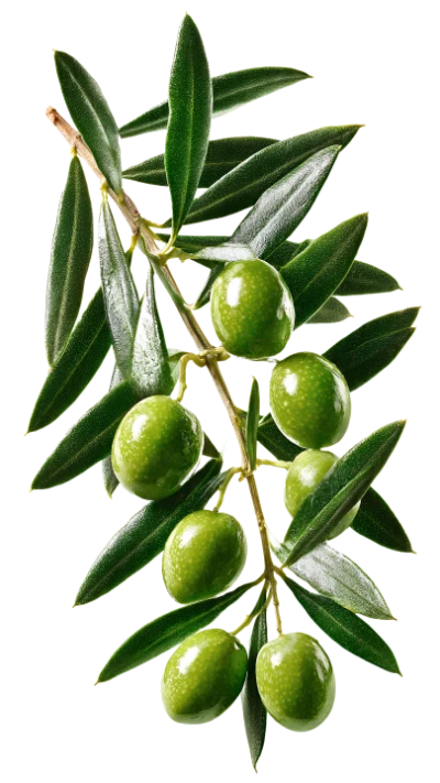 Green Olive Branch