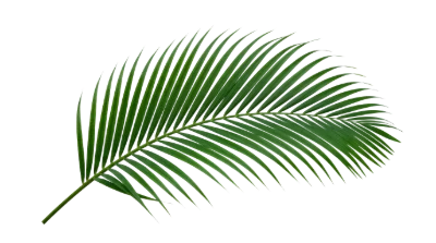 Green Palm Leaf