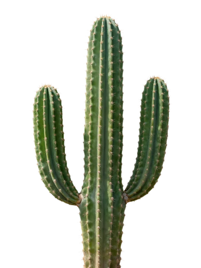Green Saguaro Cactus