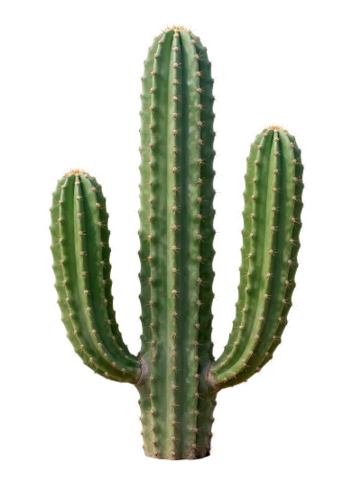 Green Saguaro Cactus