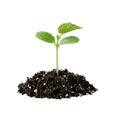 Green Seedling In Soil