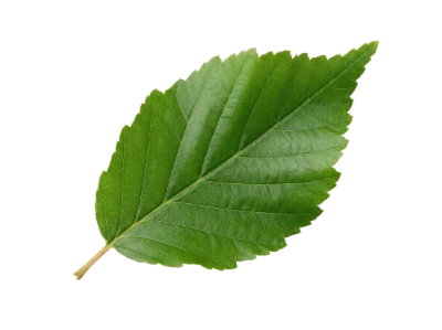 Green Serrated Leaf