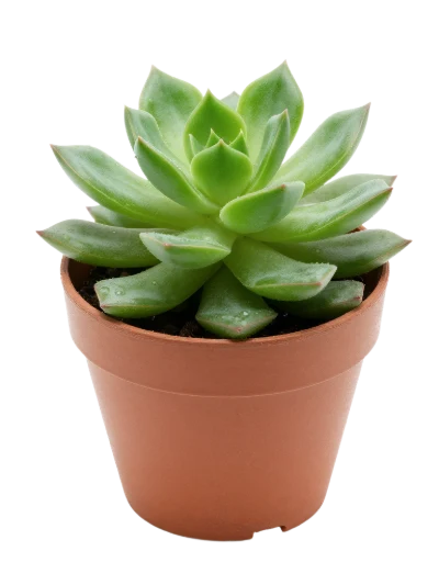 Green Succulent Plant