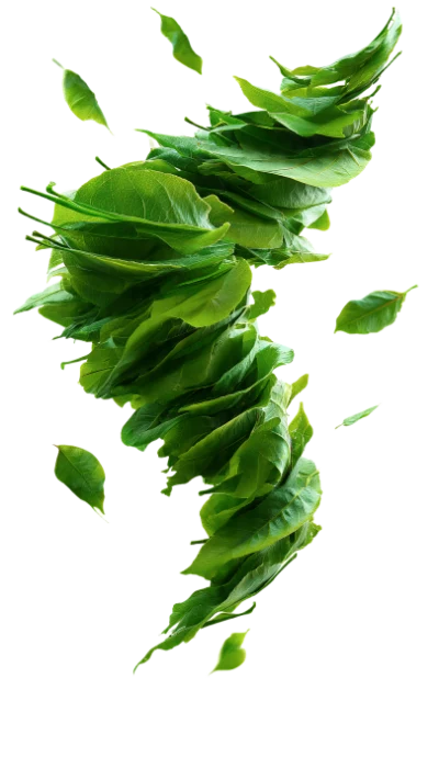 Green Tea Leaf Tornado