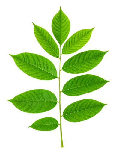 Green Walnut Leaf Branch