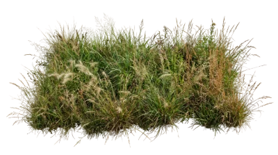 Green Wild Grass Patch