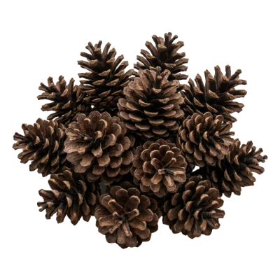 Group Of Pine Cones
