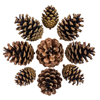 Group Of Pine Cones