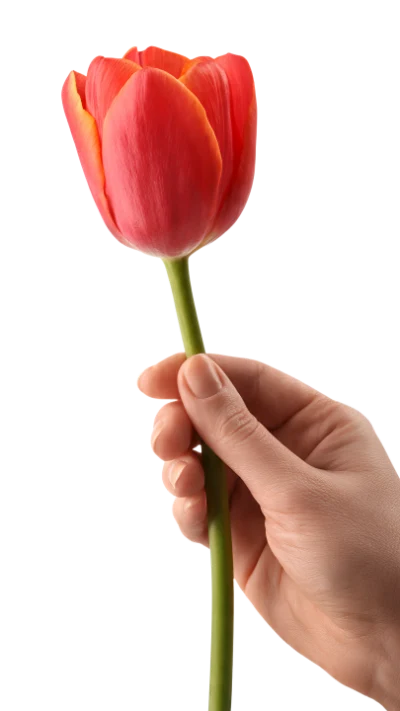 Hand Holding Red Tulip