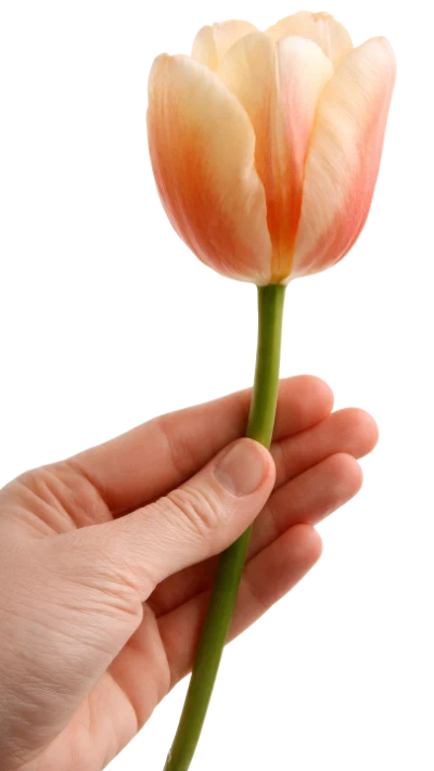 Hand Holding Tulip Flower