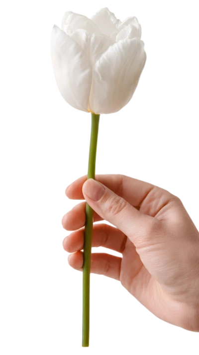 Hand Holding White Tulip