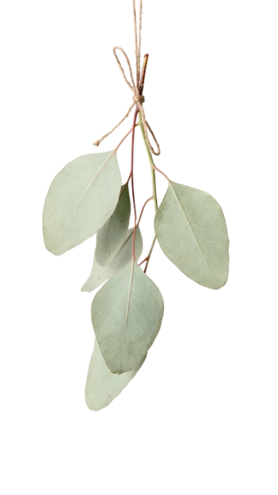Hanging Eucalyptus Leaves