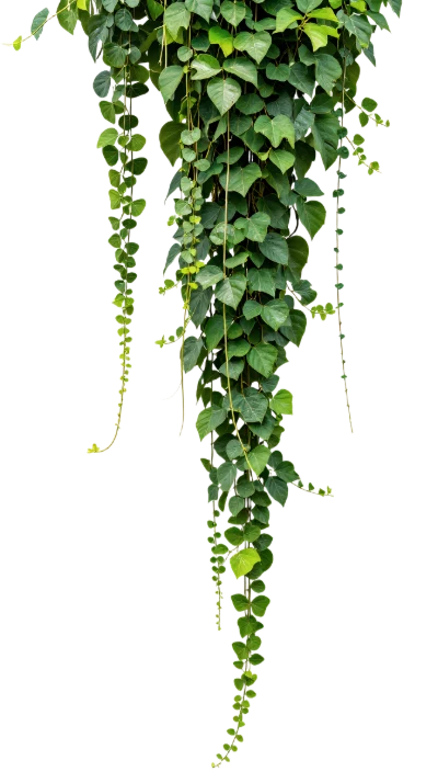 Hanging Green Ivy Leaves