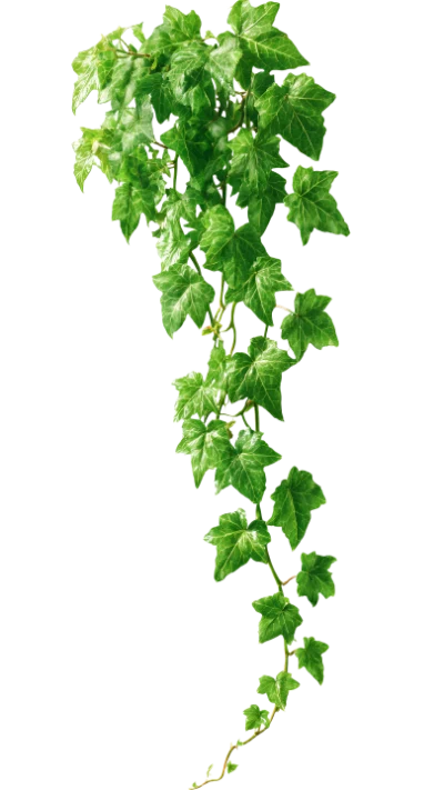 Hanging Green Ivy Vine