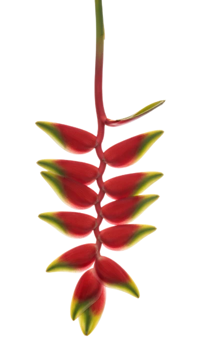 Hanging Heliconia Flower