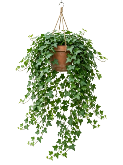 Hanging Ivy Plant