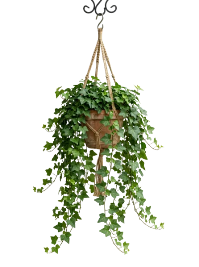 Hanging Ivy Plant