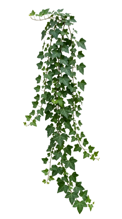 Hanging Ivy Plant