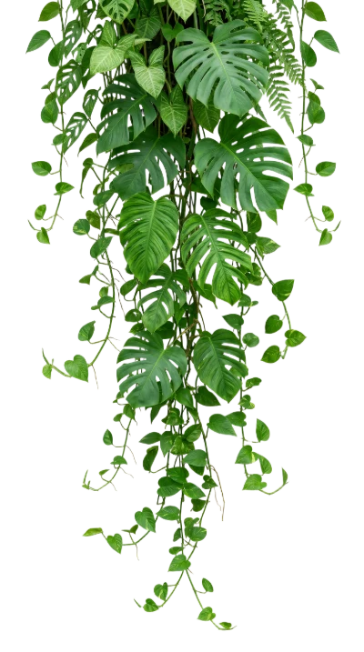 Hanging Tropical Houseplants