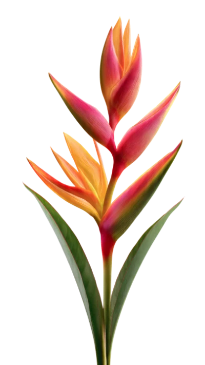 Heliconia Tropical Flower Illustration