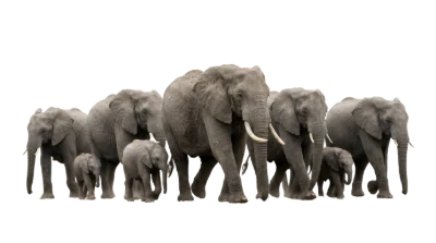 Herd Of African Elephants
