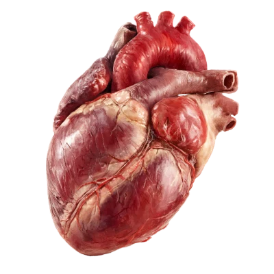 Human Heart Anatomy