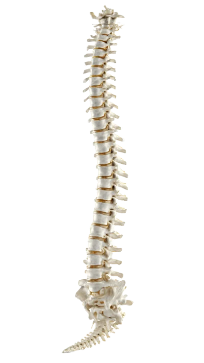 Human Spinal Column