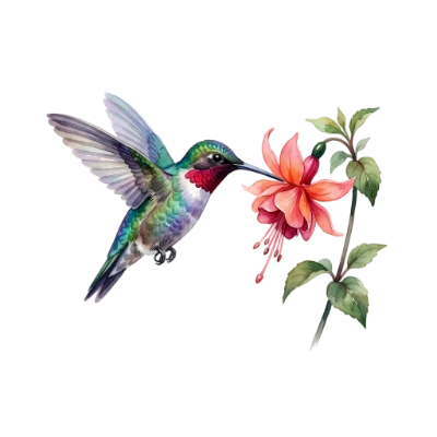 Hummingbird And Flower Watercolor