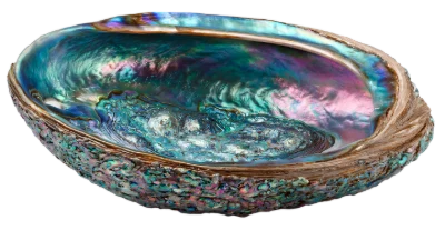 Iridescent Abalone Shell