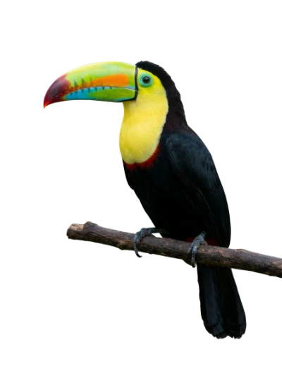 Keel-Billed Toucan Bird