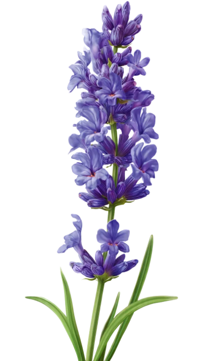 Lavender Flower Illustration