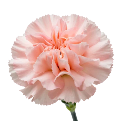 Light Pink Carnation Flower