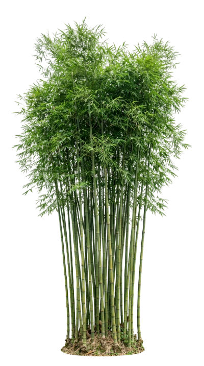 Lush Green Bamboo Stalks