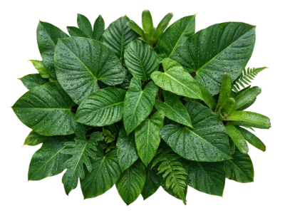Lush Tropical Green Leaves