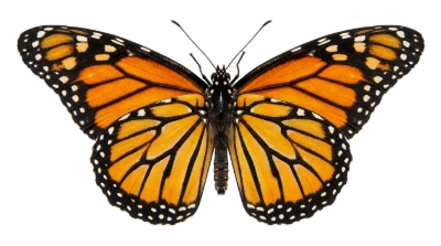 Monarch Butterfly