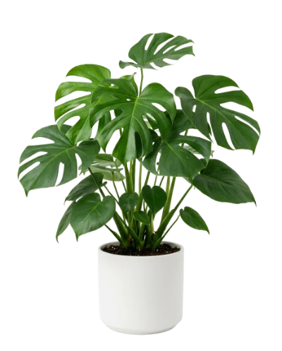 Monstera Deliciosa Houseplant