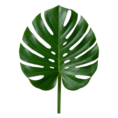 Monstera Deliciosa Leaf