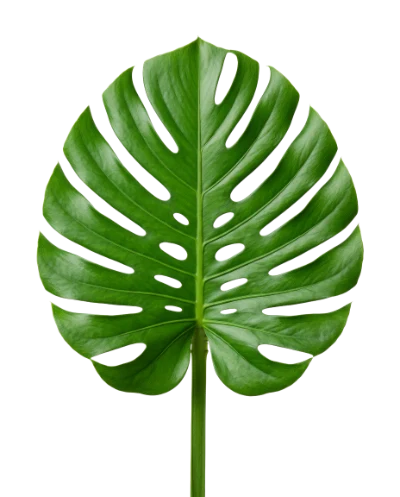Monstera Deliciosa Leaf