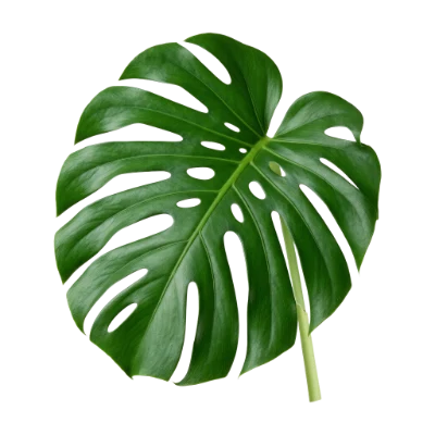 Monstera Deliciosa Leaf