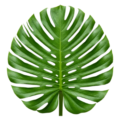 Monstera Deliciosa Leaf