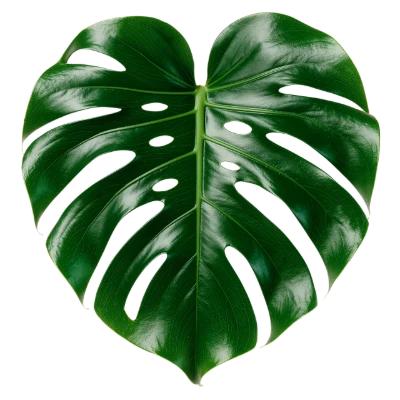 Monstera Deliciosa Leaf