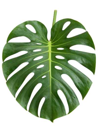 Monstera Deliciosa Leaf