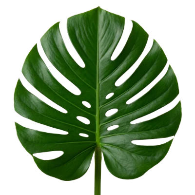 Monstera Deliciosa Leaf