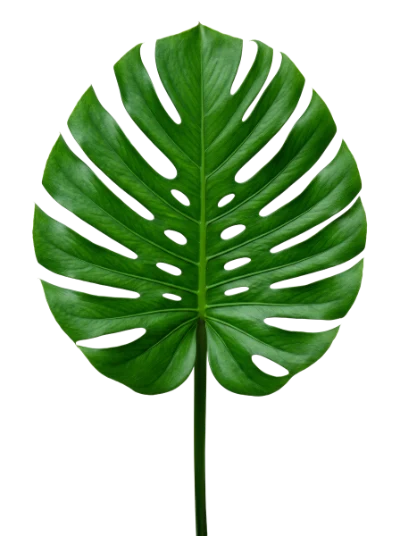 Monstera Deliciosa Leaf